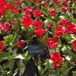 Tulips at BBG
